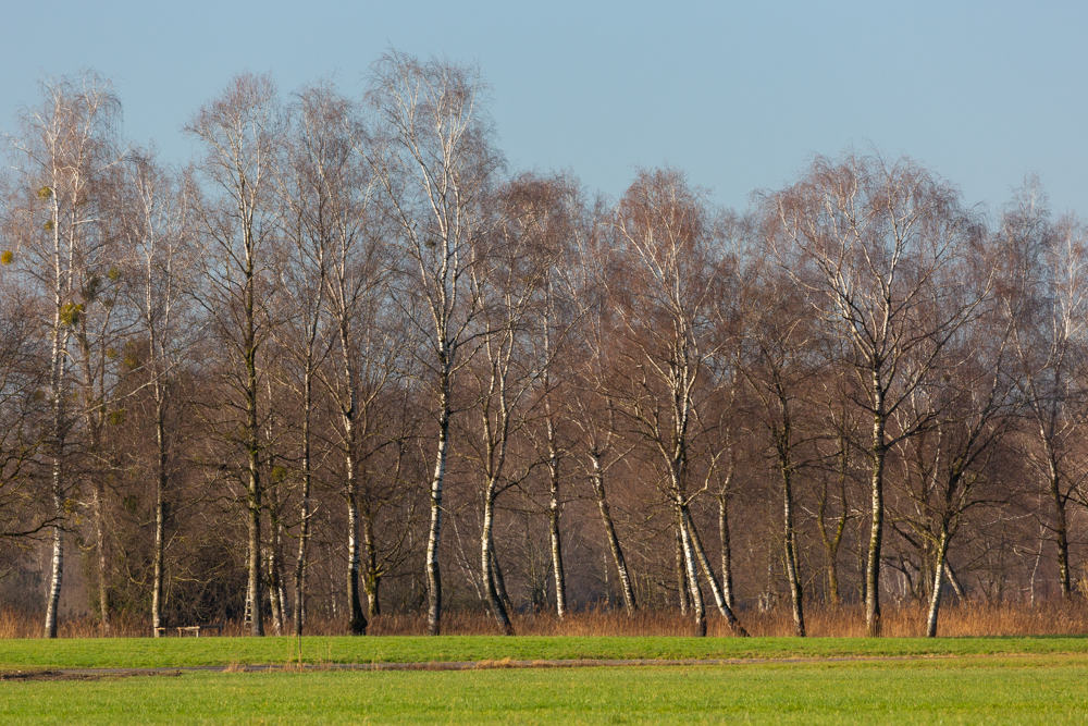 Lauteracherried im Jänner 14